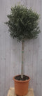 Olijfboom Olea 180 cm