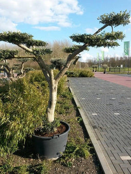 Olijfboom Olea stamhoogte 40 cm en boomhoogte 240 cm de Luxe