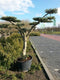 Olijfboom Olea stamhoogte 40 cm en boomhoogte 240 cm de Luxe