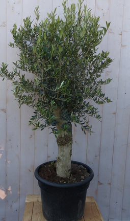 Olijfboom Olea stamhoogte 50 cm en boomhoogte 150 cm Redelijk Dikke...