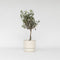 Olijfboom op stam - Olea Europaea - Pot ⌀17 cm -Hoogte 50-60 cm