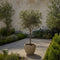 Olijfboom op stam - Olea Europaea - Pot ⌀17 cm -Hoogte 50-60 cm
