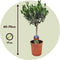 Olijfboom op stam - Olea Europaea - Pot ⌀17 cm -Hoogte 50-60 cm