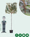 Olijfwilg als leiboom Elaeagnus ebbingei h 300 cm st. omtrek 8 cm s...