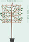 Olijfwilg als leiboom Elaeagnus ebbingei h 300 cm st. omtrek 8 cm s...