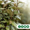 Olijfwilg als leiboom Elaeagnus ebbingei h 300 cm st. omtrek 8 cm s...