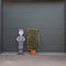 Olijfwilg haagelement Elaeagnus ebbingei h 150 cm st. hoogte 30cm
