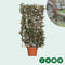Olijfwilg haagelement Elaeagnus ebbingei h 150 cm st. hoogte 30cm
