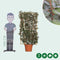 Olijfwilg haagelement Elaeagnus ebbingei h 150 cm st. hoogte 30cm