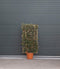 Olijfwilg haagelement Elaeagnus ebbingei h 150 cm st. hoogte 30cm