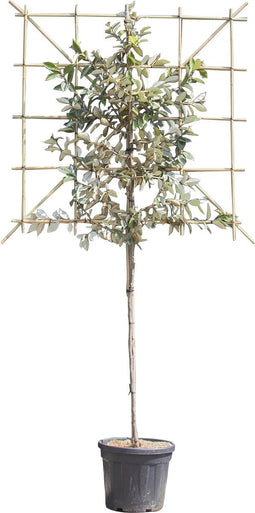 Olijfwilg leiboom 120 cm Elaeagnus ebbingei 240 cm