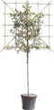 Olijfwilg leiboom 120 cm Elaeagnus ebbingei 240 cm