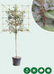 Olijfwilg leiboom 120 cm Elaeagnus ebbingei 240 cm