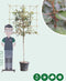 Olijfwilg leiboom 120 cm Elaeagnus ebbingei 240 cm