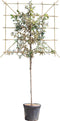 Olijfwilg leiboom 120 cm Elaeagnus ebbingei 240 cm