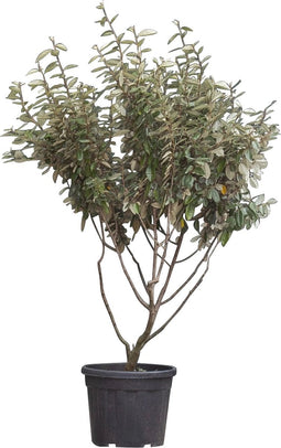 Olijfwilg meerstammig | Elaeagnus ebbingei | Bomenbezorgd.nl