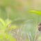Customize it - Tuinschilderij haasje 130x70cm