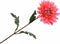 Silk-ka Kunstbloem-Zijden Bloem Dahlia Steel Roze 62 cm Voordeelaanbod Per 2 Stuks