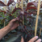 Roodbladige walnotenboom | Juglans r. 'Purpurea' 1-3 cm | Bomenbezorgd.nl