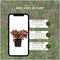 Plants by Frank | set van 6 Parelbes planten | 6x Pernettya mucronata roze | 6x roze | 12 cm Ø | 20 cm hoog | winterharde planten | tuinplanten | planten