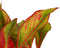 Decorum Duo 2 x Aglaonema Crete met Anna taupe – ↨ 25cm – ⌀ 12cm