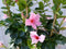Dipladenia Mandevilla Sundaville roze 90 cm