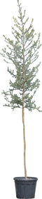 Kurkeik hoogstam | Quercus suber 8-10 cm | Bomenbezorgd.nl