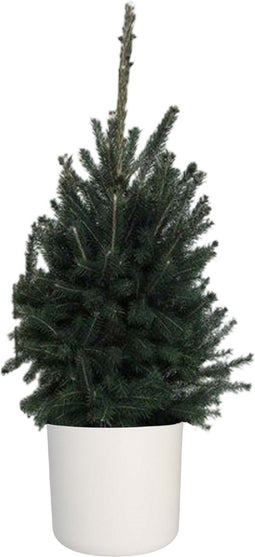 Kerstboom Picea glauca Super Green in ELHO b.for soft rond sierpot (wit) ↨ 70cm - hoge kwaliteit planten