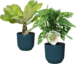 Goed & Groen - Combi Monstera ‘Monkey Leaf’ en Brighamia 'Hawaii Palm’ in ELHO Vibes Fold Round (diepblauw) - ↨ 35cm - Potmaat 14 - Exclusieve Kwaliteit Planten - Kamer Plant - Kamerplanten - Sfeer - Interieur