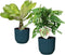 Goed & Groen - Combi Monstera ‘Monkey Leaf’ en Brighamia 'Hawaii Palm’ in ELHO Vibes Fold Round (diepblauw) - ↨ 35cm - Potmaat 14 - Exclusieve Kwaliteit Planten - Kamer Plant - Kamerplanten - Sfeer - Interieur