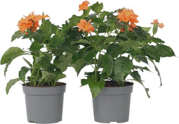 Plant in a Box - Crossandra Fortuna - Set van 2 - Bloeiende kamerplanten - Mooie heldere bloemen - Pot 13cm - Hoogte 20-30cm