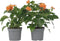 Plant in a Box - Crossandra Fortuna - Set van 2 - Bloeiende kamerplanten - Mooie heldere bloemen - Pot 13cm - Hoogte 20-30cm