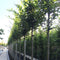 Zuil haagbeuk | Carpinus betulus 'Fastigiata' 14-18 cm 200-240 cm| Bomenbezorgd.nl