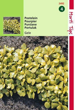 2 stuks Hortitops Postelein Breedbladige Gele