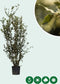Steeneik solitair | Quercus ilex 175-200 hoog| Bomenbezorgd.nl