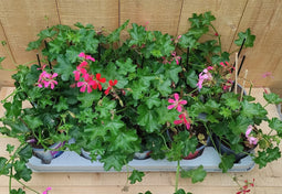 Oostenrijkse Hanggeranium 10 potjes per tray kleur mix