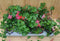 Oostenrijkse Hanggeranium 10 potjes per tray kleur mix