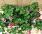 Oostenrijkse Hanggeranium 10 potjes per tray kleur mix