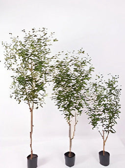 Oosterik home - Olijfboom 120 cm kunstplant Oosterik Home