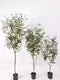 Oosterik home - Olijfboom 120 cm kunstplant Oosterik Home