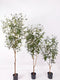 Oosterik home - Olijfboom 150 cm kunstplant Oosterik Home