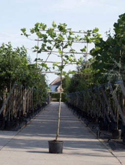 Leiplataan 220 cm | Platanus hispanica 14-18 cm 220 cm| Bomenbezorgd.nl