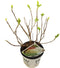 Hello Plants Hydrangea Arborescens Strong Annabelle Hortensia - Wit - Ø 19 cm - Hoogte: 30 cm