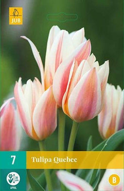 JUB - Tulipa Quebec, 5 bloembollen