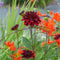 Plant in a Box - Dahlia 'Arabian Night' - Set van 6 - Zomerbloeiers - dahliaknollen - Tuinbloemen - Donkerrood