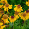Helenium bigelovii 'The Bishop' | 1 stuk | Bloeiende vaste plant | bloemenpracht in de zomer | 11x11 cm Kwekerspot