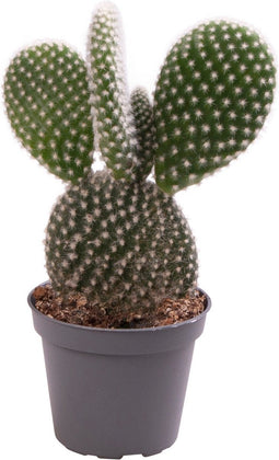 Opuntia Microdasys Albata - 12cm