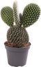 Opuntia Microdasys Albata - 12cm