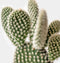 Opuntia Microdasys Albata - 12cm