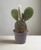 Opuntia Microdasys Albata - 12cm